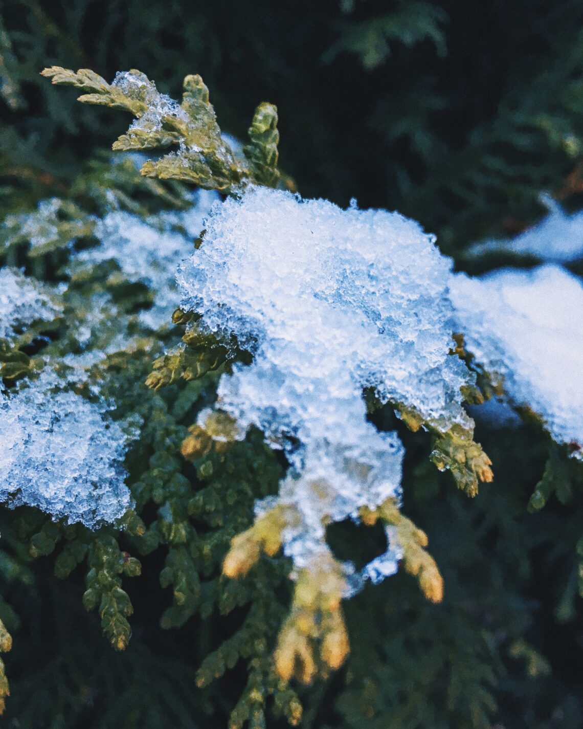 macro photography of snow on green pine tree