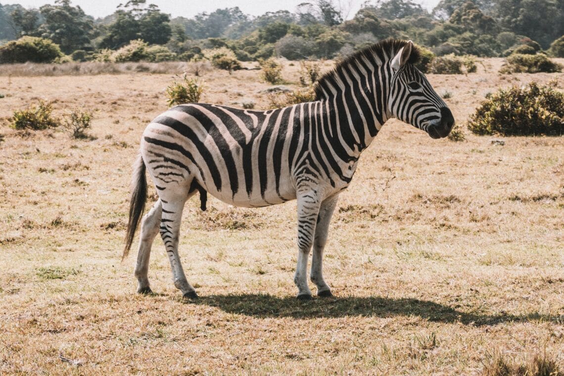 black and white zebra on field during daytime